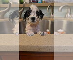 Small #1 Shih Tzu Mix