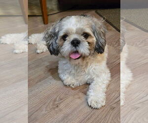 Shih Tzu-Unknown Mix Dogs for adoption in New London, WI, USA