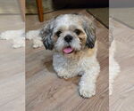 Small Shih Tzu Mix