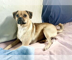 Pug-Unknown Mix Dogs for adoption in Rockaway, NJ, USA