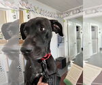 Small #3 Great Dane Mix