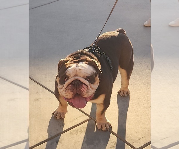 Medium Photo #1 English Bulldog Puppy For Sale in SAN FRANCISCO, CA, USA