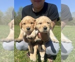Small Photo #8 Golden Retriever Puppy For Sale in CROSSVILLE, TN, USA