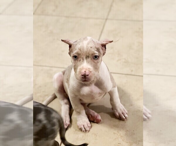 Medium Photo #7 American Bully Puppy For Sale in MANOR, TX, USA