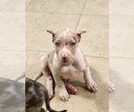 Small Photo #7 American Bully Puppy For Sale in MANOR, TX, USA