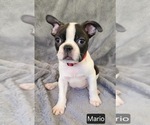 Small #1 Boston Terrier