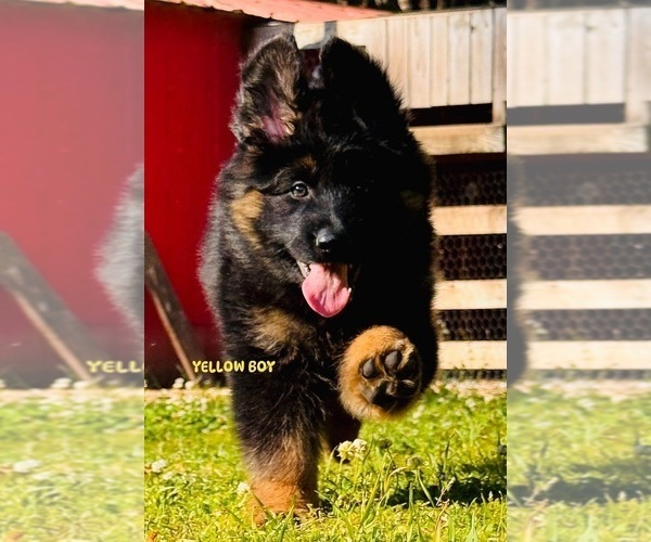 Medium Photo #4 German Shepherd Dog Puppy For Sale in GADSDEN, AL, USA