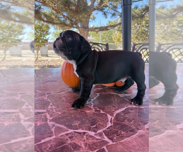 Medium Photo #15 French Bulldog Puppy For Sale in YUCCA VALLEY, CA, USA