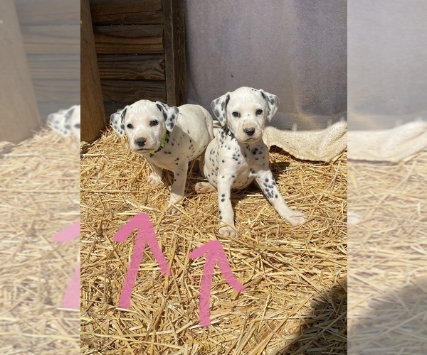 Full screen Photo #3 Dalmatian Puppy For Sale in RICHLAND, IN, USA