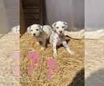 Small Photo #3 Dalmatian Puppy For Sale in RICHLAND, IN, USA