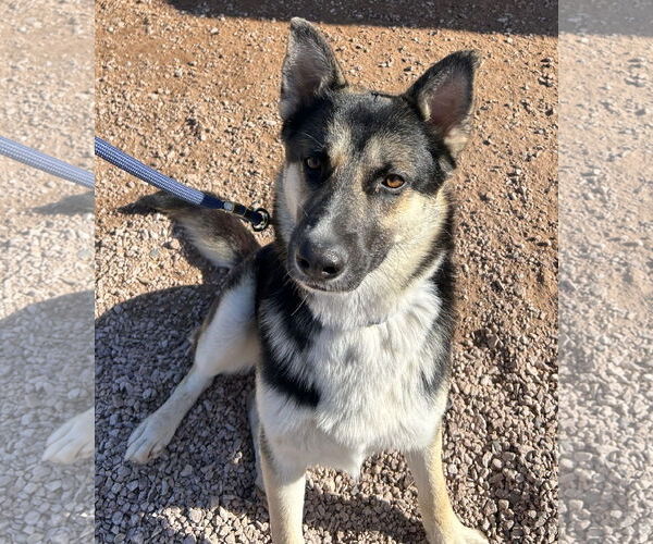 Medium Photo #3 German Shepherd Dog-Unknown Mix Puppy For Sale in Phoenix, AZ, USA