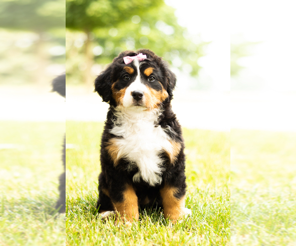 Medium Photo #4 Bernese Mountain Dog Puppy For Sale in TOPEKA, IN, USA