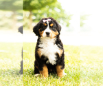 Small Photo #4 Bernese Mountain Dog Puppy For Sale in TOPEKA, IN, USA