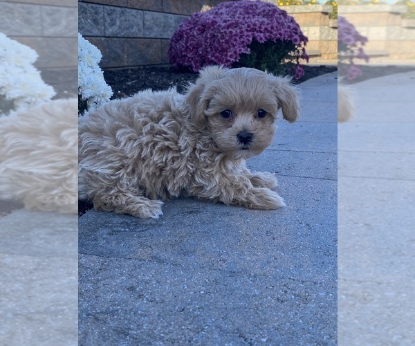 Medium Photo #4 Maltipoo Puppy For Sale in CANOGA, NY, USA