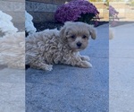 Small #3 Maltipoo