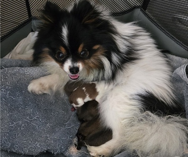 Medium Photo #2 Pomeranian Puppy For Sale in MENIFEE, CA, USA