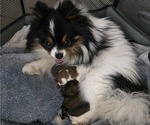 Small #1 Pomeranian