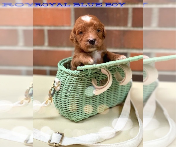 Medium Photo #4 Irish Doodle Puppy For Sale in SILVERDALE, WA, USA