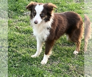 Mother of the Miniature Australian Shepherd puppies born on 12/12/2025