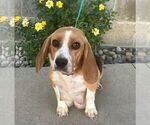 Small Photo #1 Beabull Puppy For Sale in ARTHUR, IL, USA