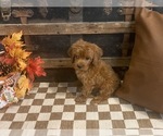 Small #5 Cavapoo (Miniature)