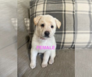 German Shepherd Dog Puppy for sale in ALACHUA, FL, USA