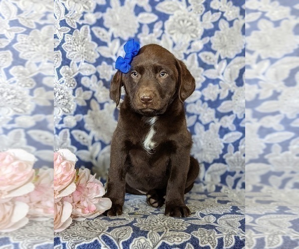 Medium Photo #3 Labrador Retriever Puppy For Sale in NEW FREEDOM, PA, USA