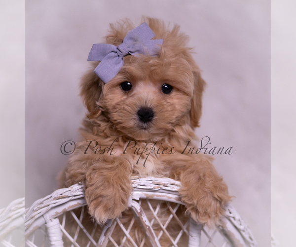 Medium Photo #2 Maltipoo (Miniature) Puppy For Sale in WARSAW, IN, USA