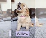 Puppy Willow Goldendoodle (Miniature)