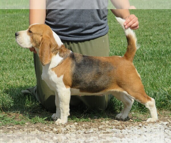 Medium Photo #1 Beagle Puppy For Sale in MORRILL, KS, USA