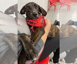 Small Photo #2 Coonhound-Plott Hound Mix Puppy For Sale in Wakefield, RI, USA