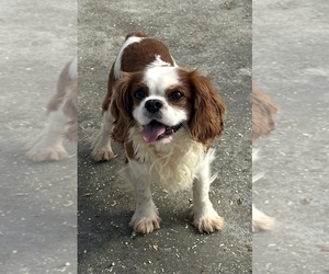 Father of the Cavapoo puppies born on 06/26/2025