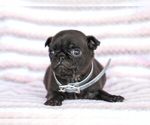 Jug-Pug Mix Puppy for sale in LIBERTY, KY, USA
