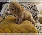 Small #3 Goldendoodle