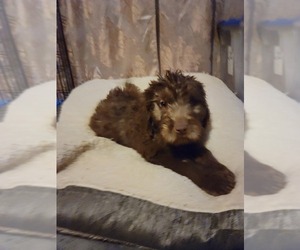 Newfypoo Puppy for sale in BLOOMFIELD, IN, USA