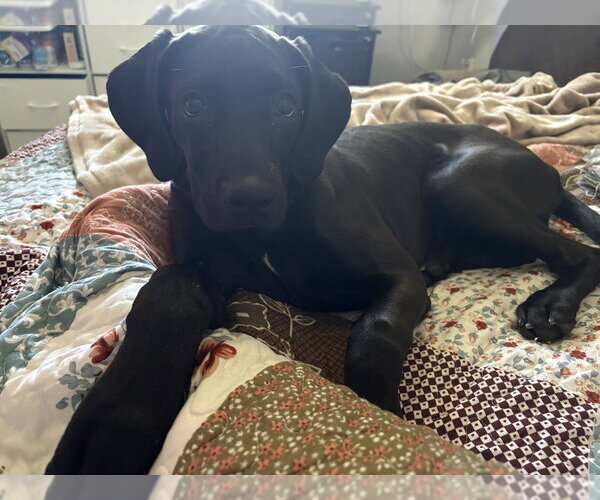 Medium Photo #11 Boweimar Puppy For Sale in Brewster, NY, USA