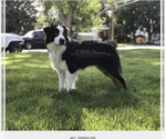 Small Photo #1 Australian Shepherd Puppy For Sale in COLUMBIA, MD, USA