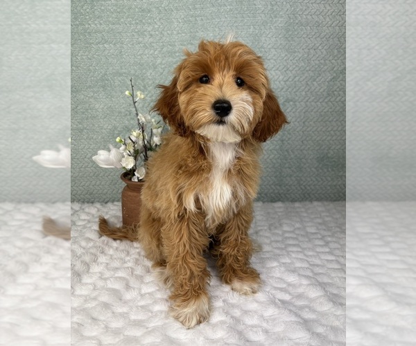 Medium Photo #3 Goldendoodle Puppy For Sale in FRANKLIN, IN, USA