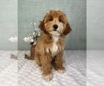 Small #2 Goldendoodle