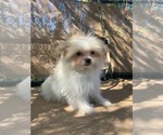 Small Photo #6 Pom-A-Poo Puppy For Sale in TEMECULA, CA, USA