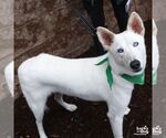 Small #4 Siberian Husky Mix