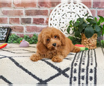Small #3 Cavapoo (Miniature)