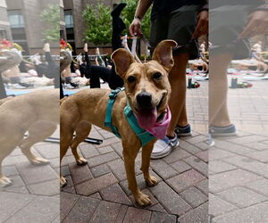 Lillian - Female Mutt Dog for Adoption - Photo #3