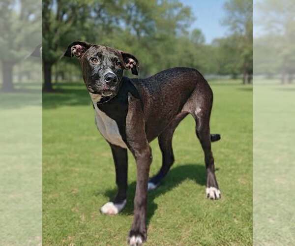 Medium Photo #6 Mutt Puppy For Sale in Talladega, AL, USA