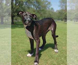 Lucy 26/569 - Female Mutt Dog for Adoption - Photo #6