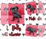 Puppy Tommy French Bulldog