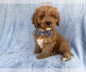 Cavapoo (Standard) Puppy for sale in LAKELAND, FL, USA