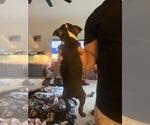 Small Photo #2 Boston Terrier Puppy For Sale in WAHNETA, FL, USA
