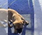 Small Photo #6 American Mastiff Puppy For Sale in ALEXANDRIA, VA, USA