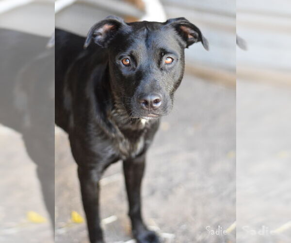 Medium Photo #3 Labrador Retriever-Unknown Mix Puppy For Sale in The Woodlands, TX, USA
